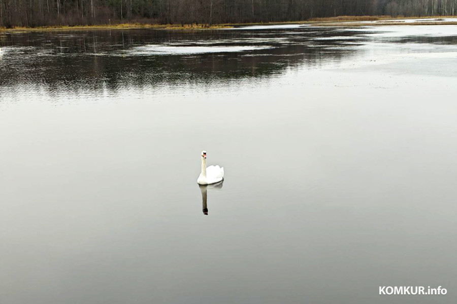7 декабря 2025 года. Лебеди. Водоем рядом с деревней Заполье Белыничского района.