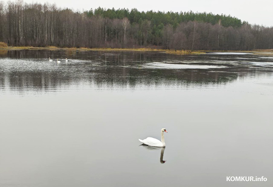 На водоемах Могилевщины остались зимовать лебеди. Фотофакт 