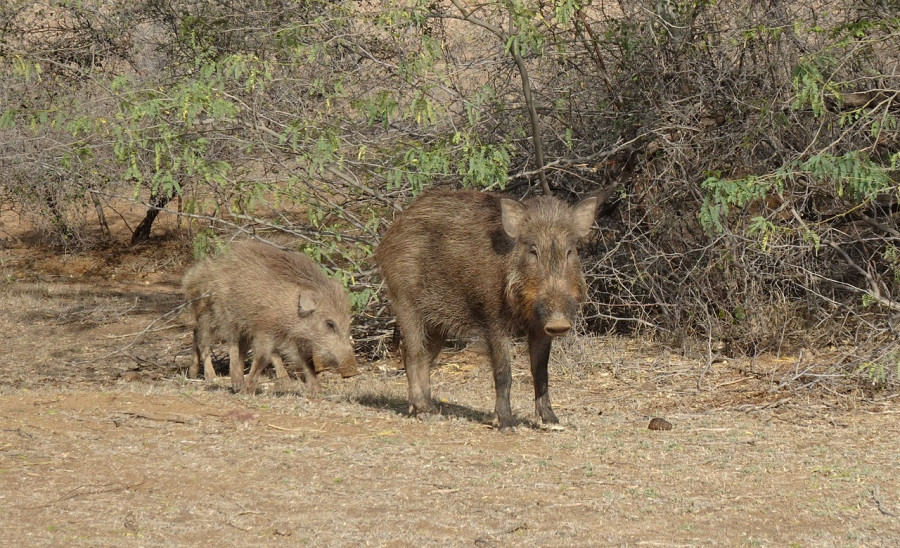 На территории Печерского лесопарка Могилева видели диких кабанов: специалисты отметили, что это естественно для заказника