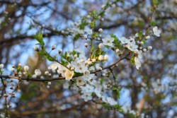 Когда весна не в радость: что такое поллиноз и к кому обращаться при аллергии на пыльцу?