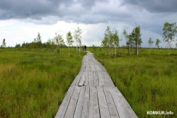 Путешествие одного дня: на болото Ельни – самое большое верховое болото в Беларуси 