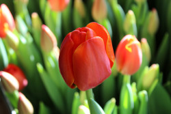 Высаживаем тюльпаны осенью – зацветут весной