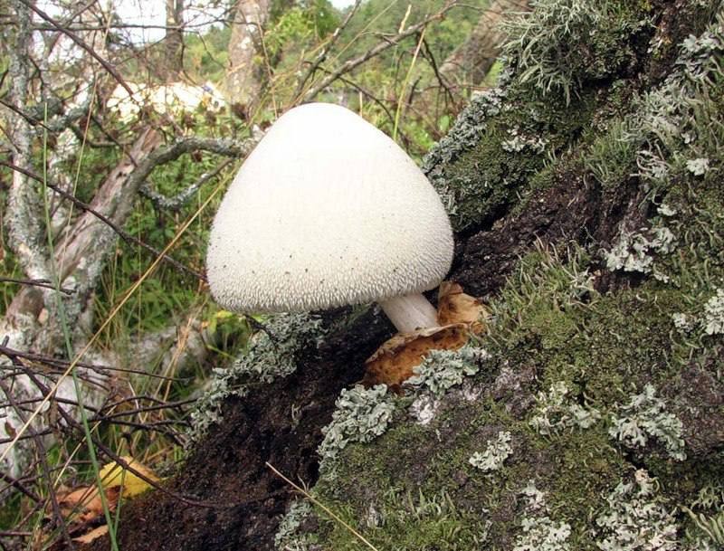 Вольвариелла шелковистая.