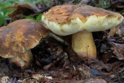 Сбор запрещен: в Красную книгу Беларуси добавили три новых вида грибов. Посмотрите, как они выглядят