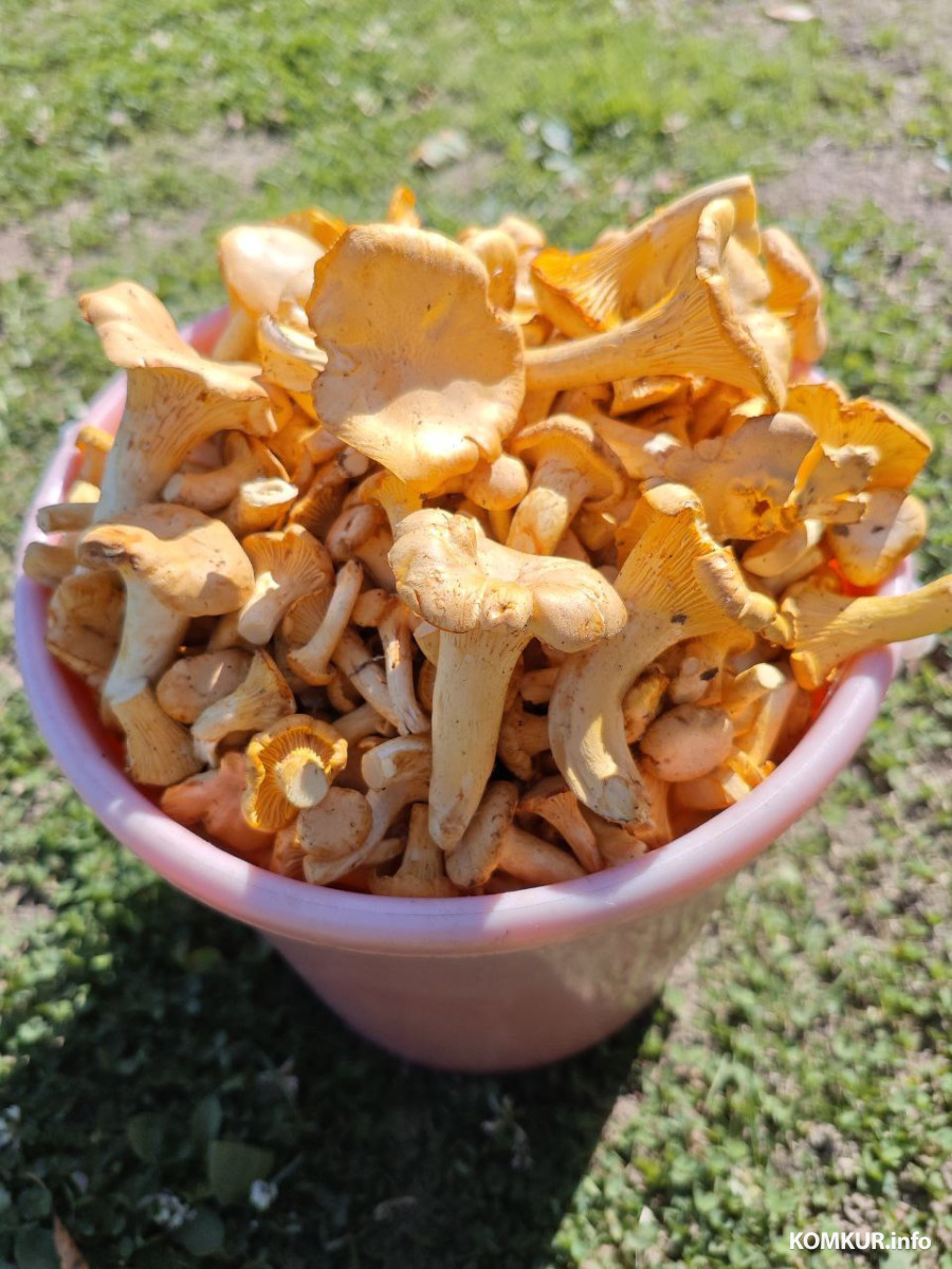 30 августа 2025 года. Могилевская область. Грибы.	