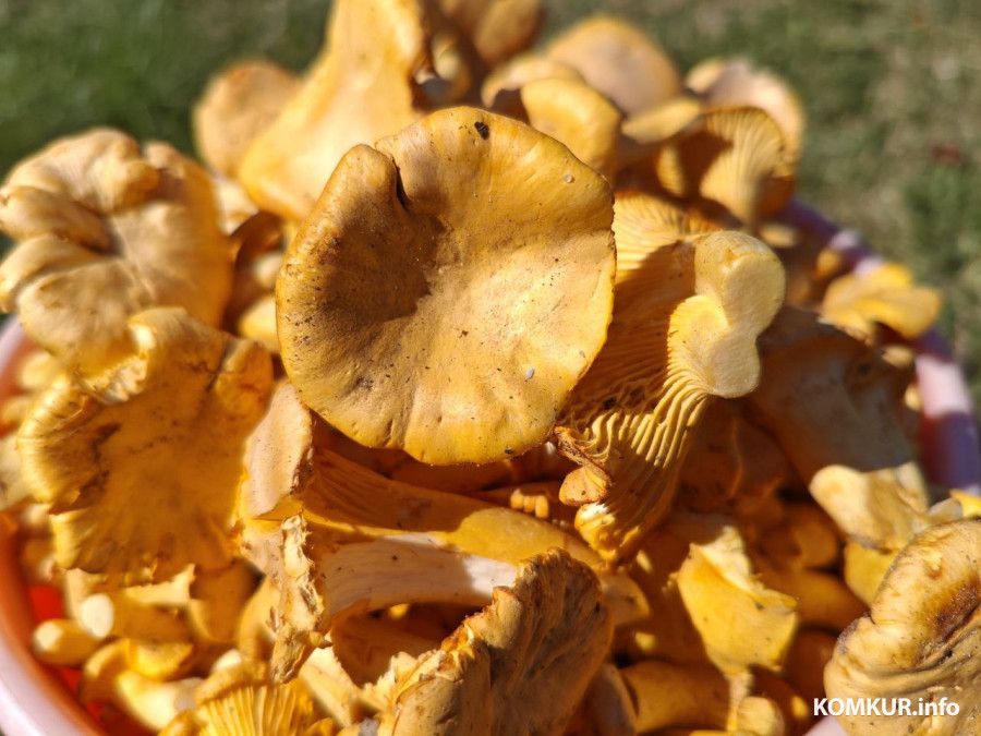 30 августа 2025 года. Могилевская область. Грибы.	