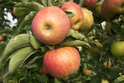 Почему нельзя обрезать яблони осенью