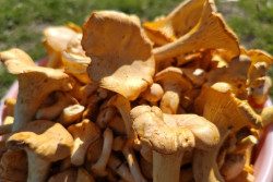 После дождя в лесу только грибы лисички, на которые оптовики подняли цену до 7 рублей	