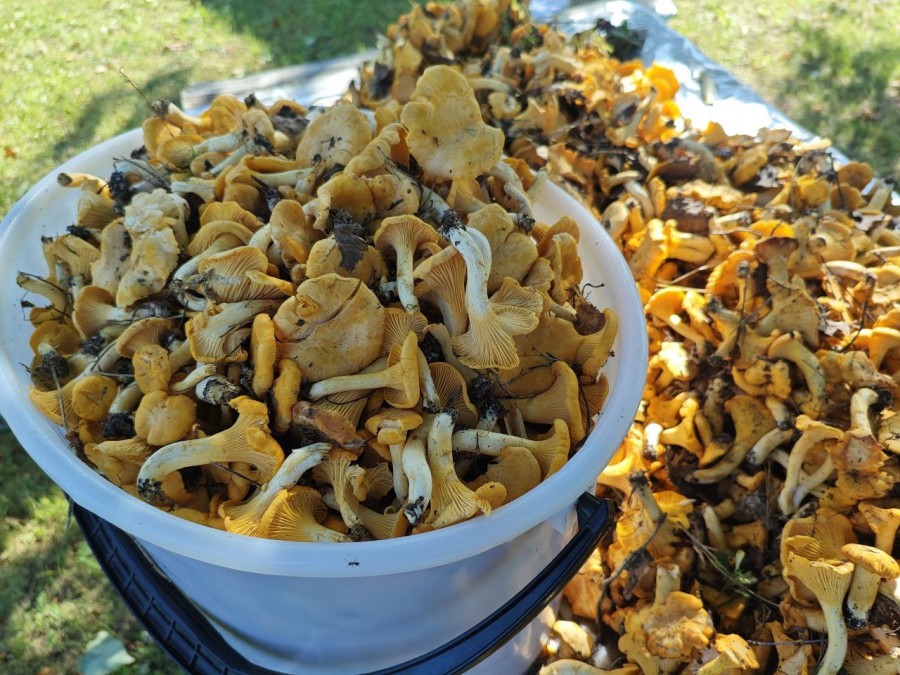 Небывалый урожай грибов лисичек в лесах, а оптовики их скупают по 2 рубля