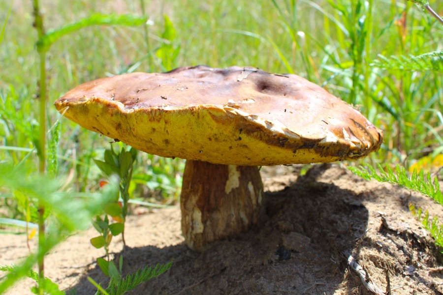 Боровик. Фото Галины Покровской.
