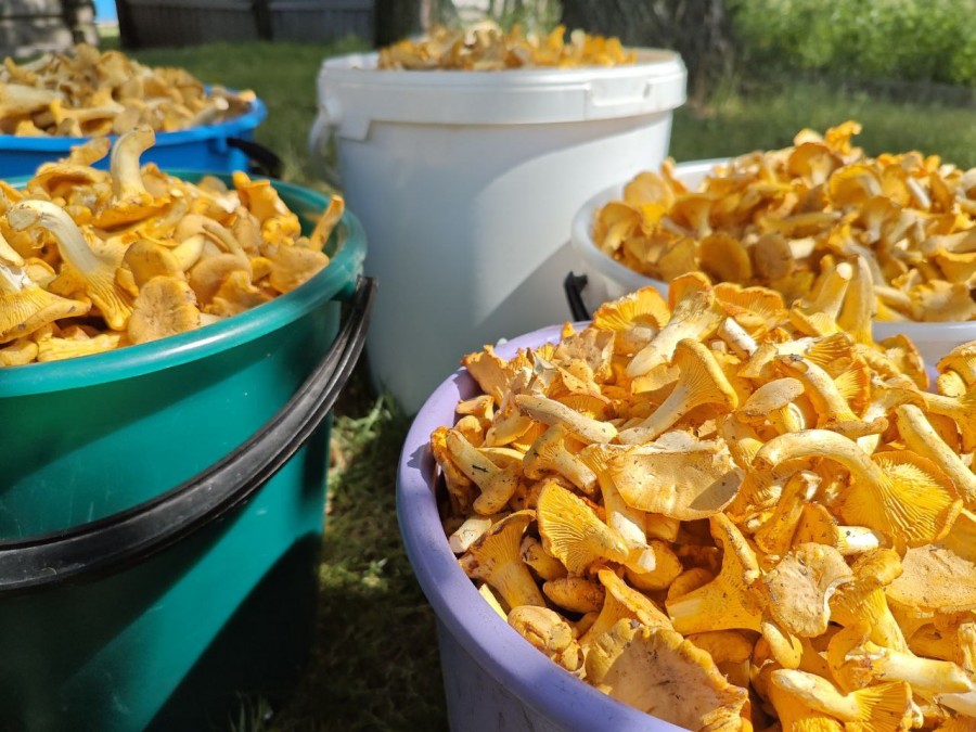 Июль 2025 года. Могилевская область.Грибы. 