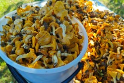 Небывалый урожай грибов лисичек в лесах, а оптовики их скупают по 2 рубля