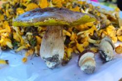 Можно ли есть червивые грибы? Разбираемся в вечном споре грибников