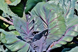 Почему капуста не формирует кочаны? Есть несколько причин