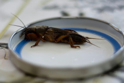 Выгоняем медведку с огорода осенью 