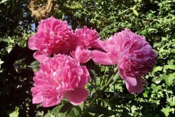 Как правильно подготовить пионы к цветению в следующем году? Этим нужно заняться в августе