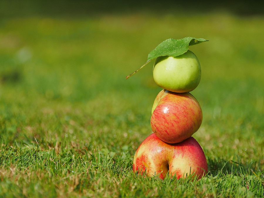 Почему опавшие яблоки – это угроза для сада