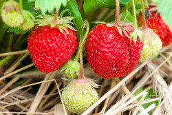 Припудренная клубника осенью даст хороший урожай летом 