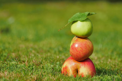 Почему опавшие яблоки – это угроза для сада