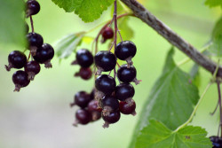 Готовим смородину к зимовке – обрабатываем от вредителей