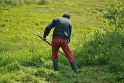 Скосили траву на участке – сделайте из нее укрытие для грядок