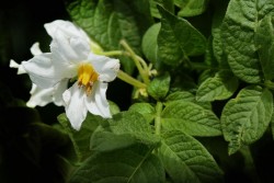 Увеличится ли урожайность картофеля, если обрывать его цветки? 