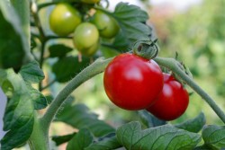 Как правильно пасынковать томаты? Рассказываем