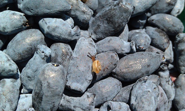 Жимолость. Фото pixabay.com.