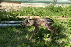 Жители Чаус спасли косуленка от лисы. Малыша передадут в Могилевский зоосад