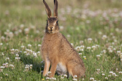 Как зимой отпугнуть зайца от плодовых деревьев? Предлагаем несколько способов
