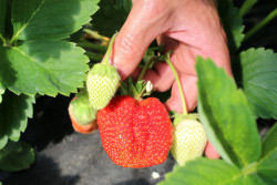 Зачем нужно пересаживать клубнику каждые 3-4 года?