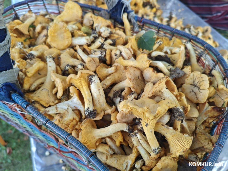 13 июля 2025 года. Грибы. Могилевская область. 