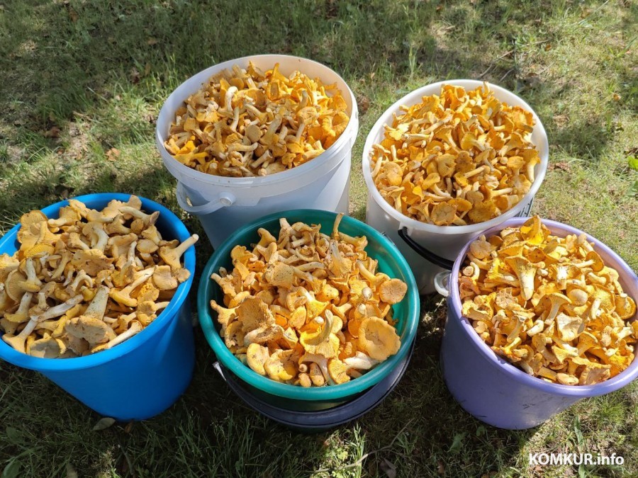 Цена на грибы лисички упала до 3 рублей, но в лесу их, хоть косой коси