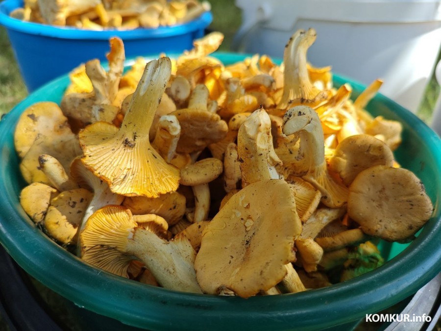 13 июля 2025 года. Грибы. Могилевская область. 