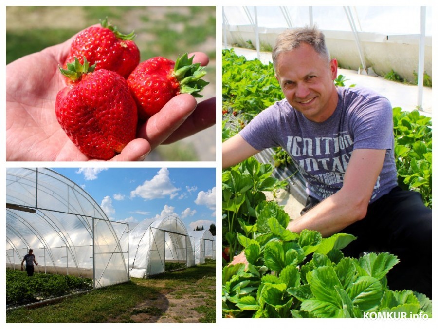 «Производитель, продающий ягоду на опт, имеет рубль прибыли с кг, а перекупщик – 4»: Фермер с самого севера Могилевщины - о выращивании клубники