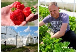 «Производитель, продающий ягоду на опт, имеет рубль прибыли с кг, а перекупщик – 4»: Фермер с самого севера Могилевщины - о выращивании клубники