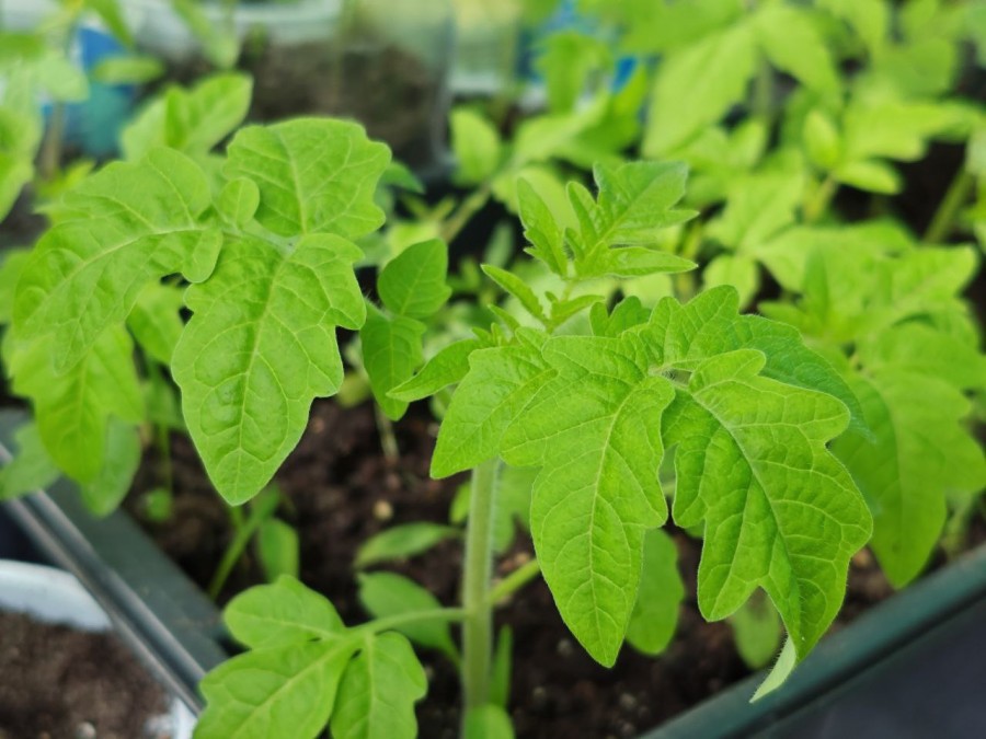 Рассада. Помидоры.