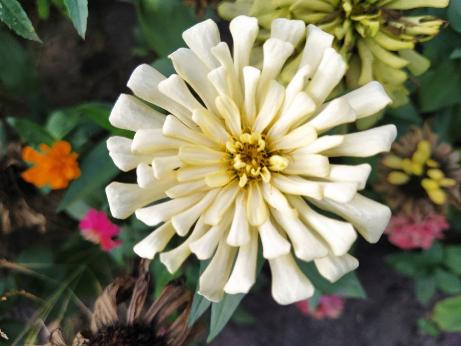 Циннии. Фото Галины Покровской.