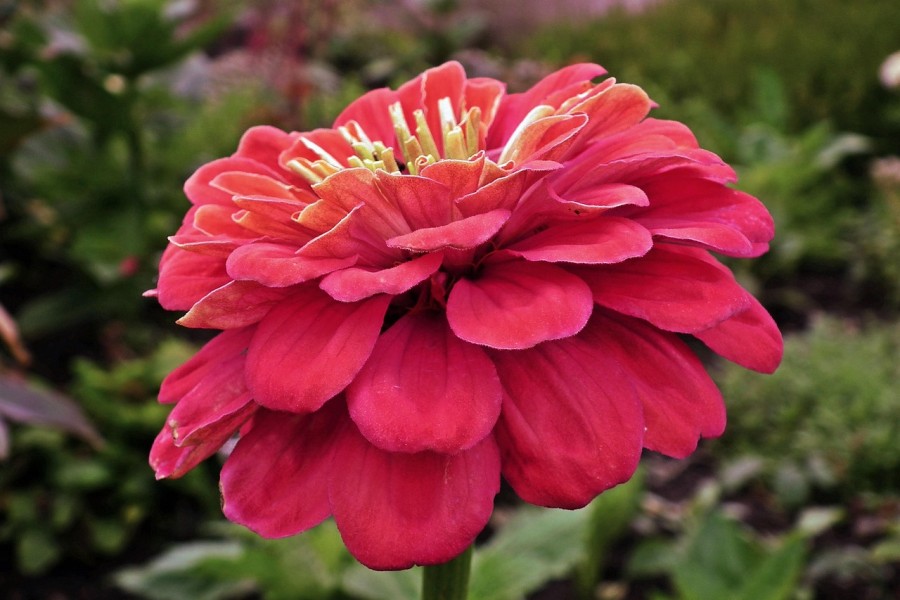 Циннии. Фото pixabay.com.