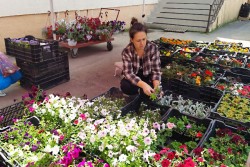 На Минском рынке и выбор больше, и цены ниже: выбирали балконные цветы в Могилеве
