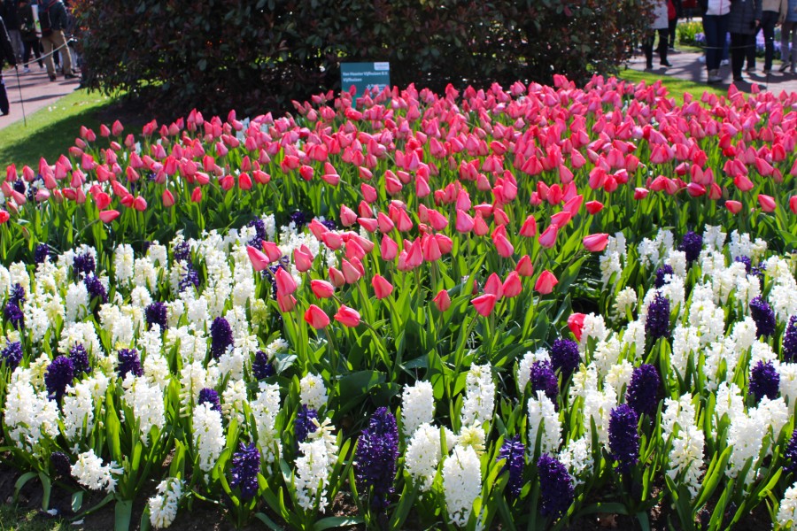 2018 год. Парк Кёкенхоф. Нидерланды.