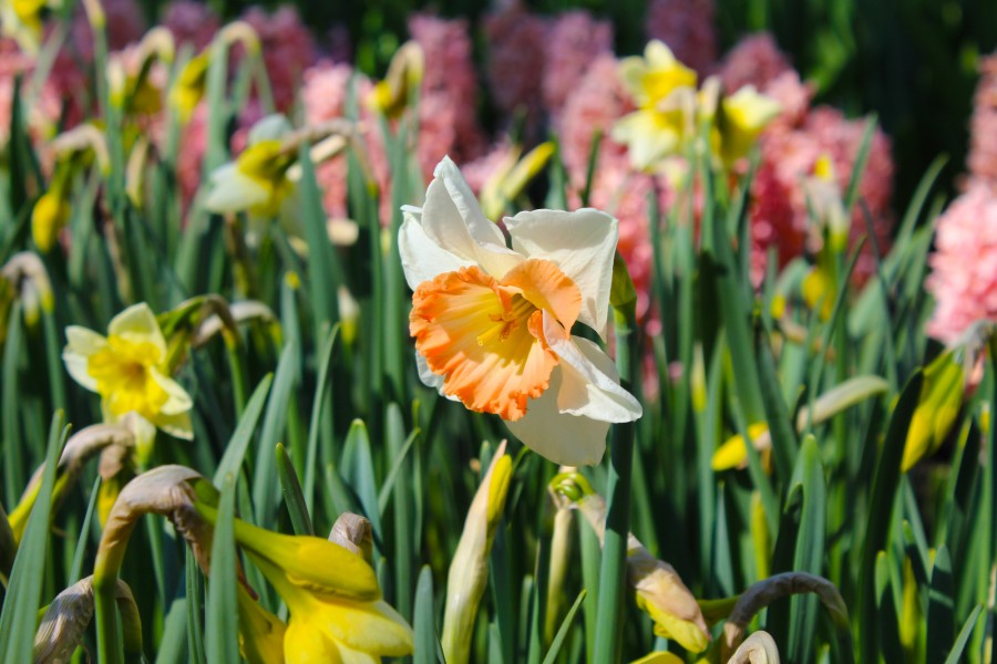 2018 год. Парк Кёкенхоф. Нидерланды.