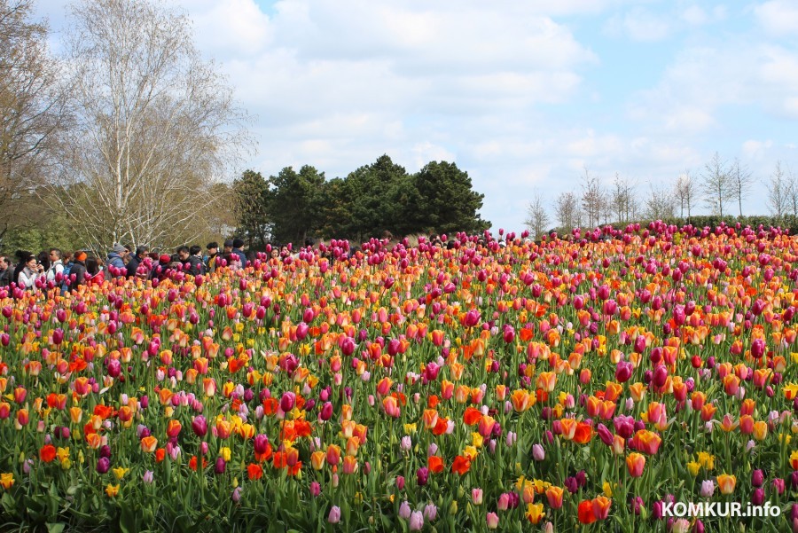 2018 год. Парк Кёкенхоф. Нидерланды.