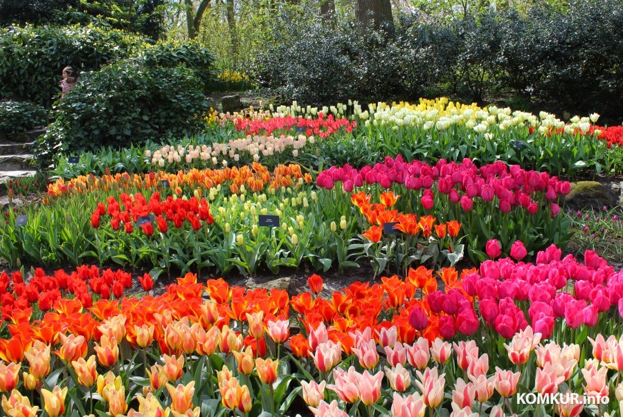 2018 год. Парк Кёкенхоф. Нидерланды.