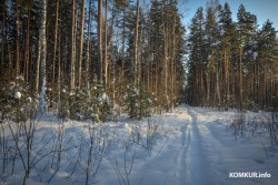 В Беларуси вступил в силу обновленный Лесной кодекс