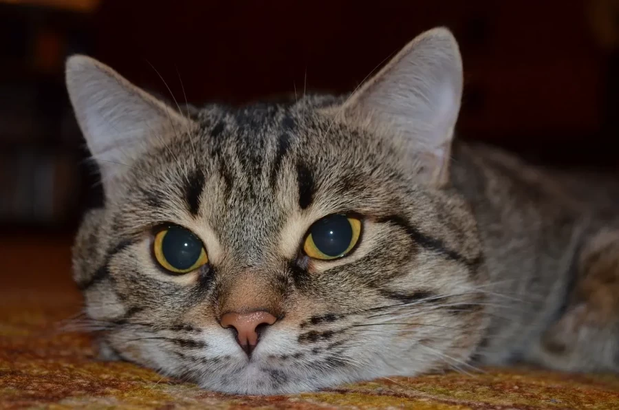 Почему кот метит придверный коврик: «пациент» не безнадежен