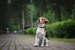 Как быстро вывести блох у собаки: нужно знать всем заботливым хозяевам