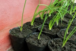 Как правильно хранить лук-севок после покупки до высадки в грунт: только так, иначе сгниет и высохнет