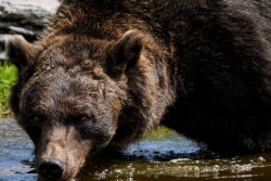 Медведя, нападавшего на людей в Словакии, застрелили
