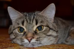 Почему кот метит придверный коврик: «пациент» не безнадежен